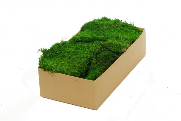 Premium Preserved Alpine Flat Moss Light Green 100g Box